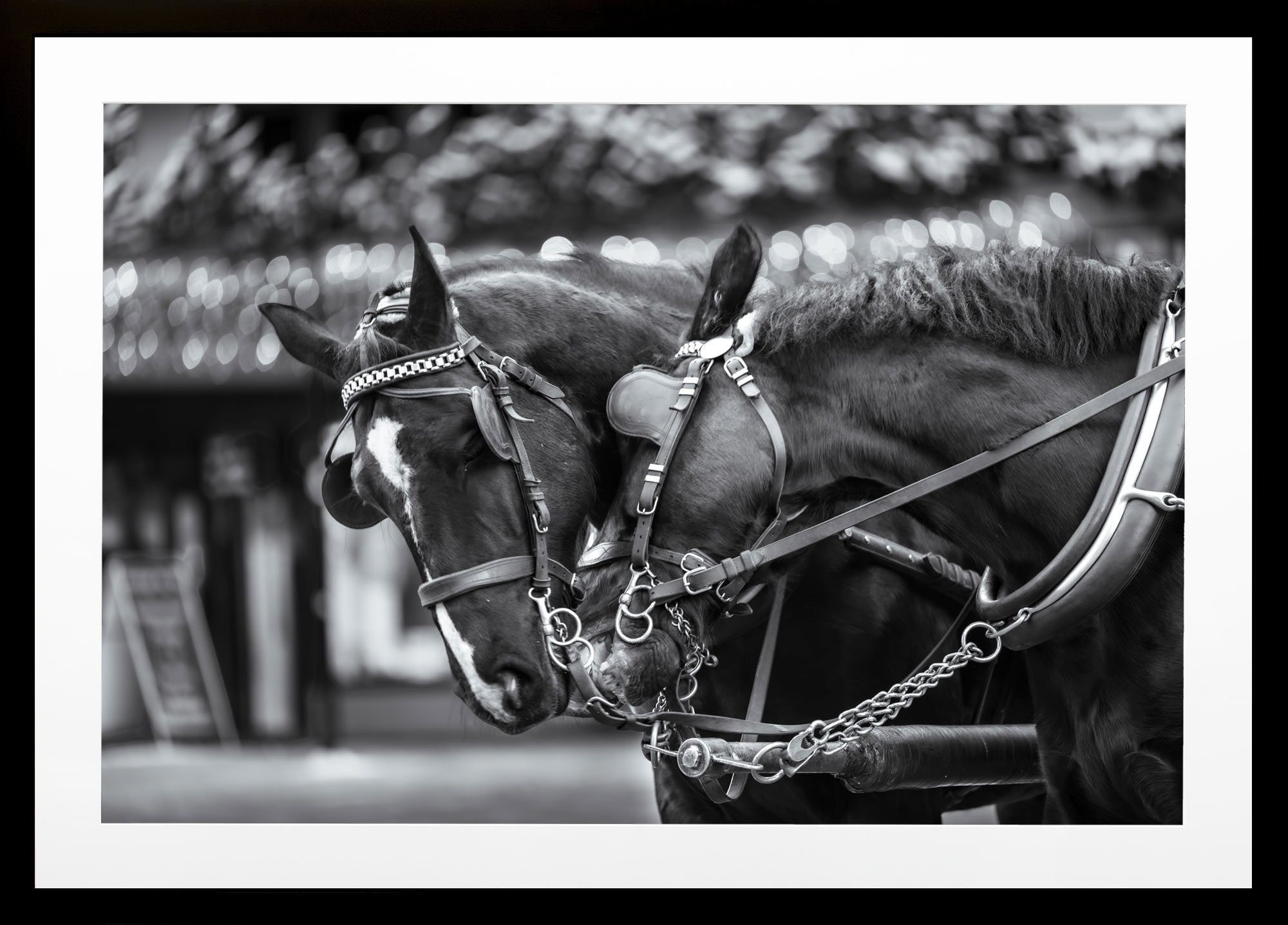 Loving Horses