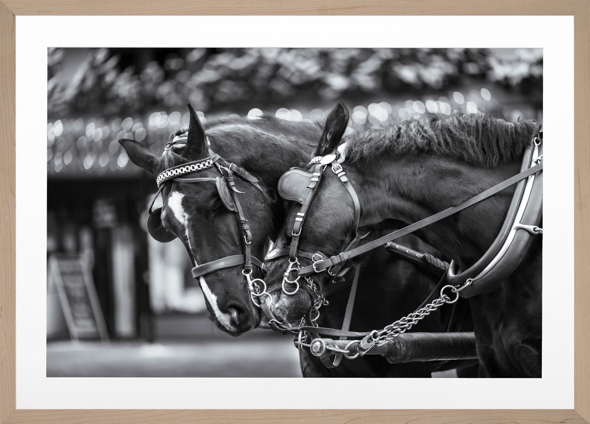 Loving Horses