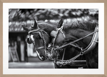 Loving Horses