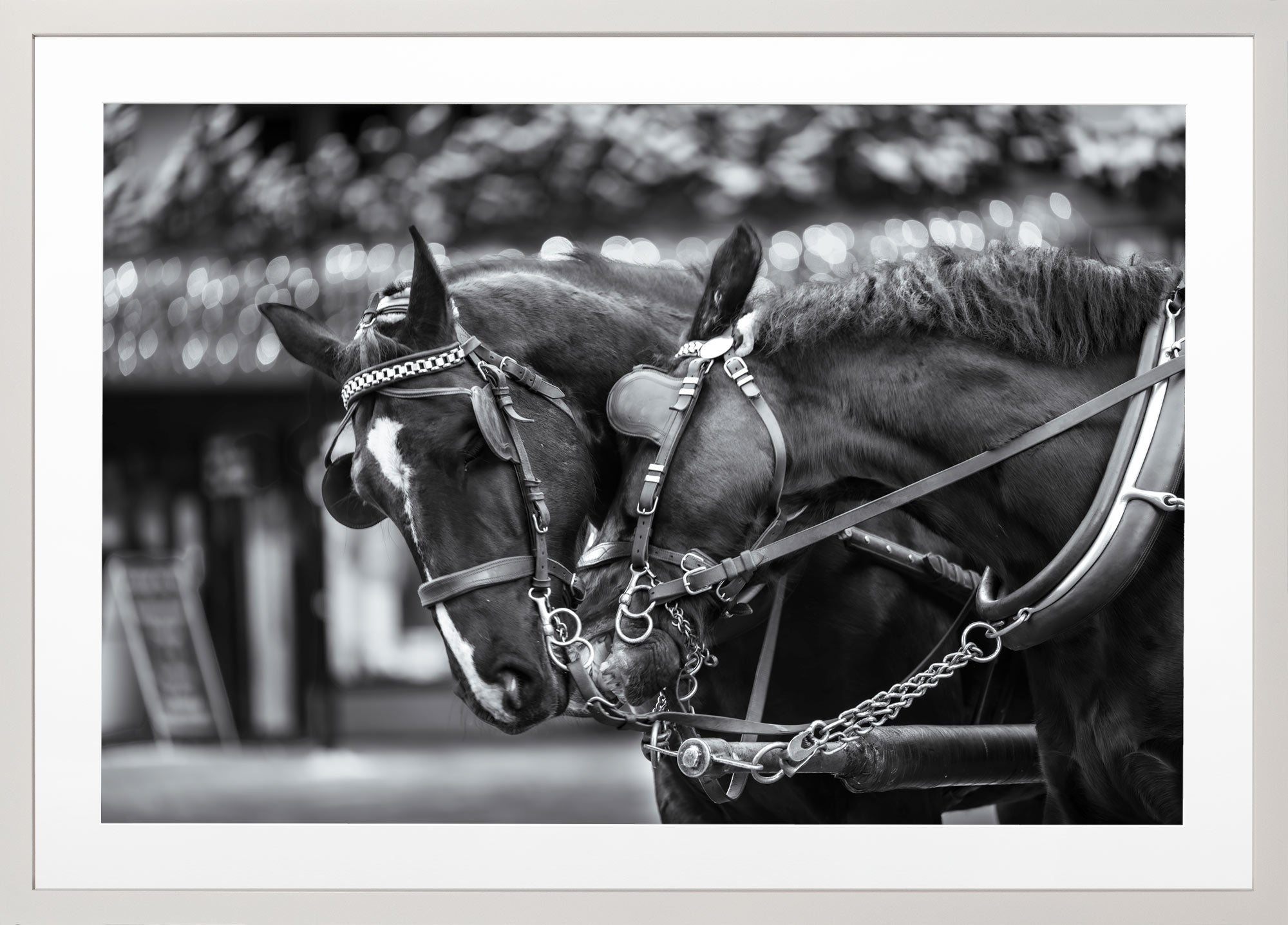 Loving Horses