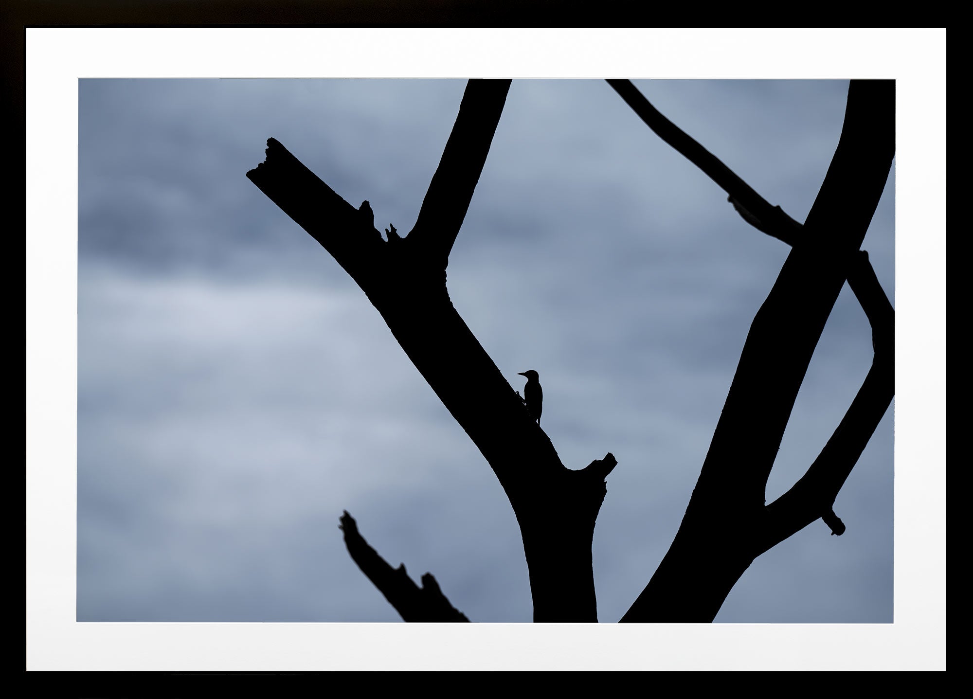 Figure and Branch