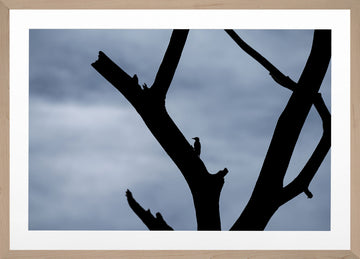 Figure and Branch