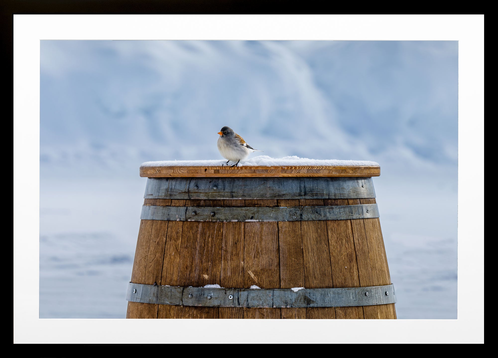 Après Bird