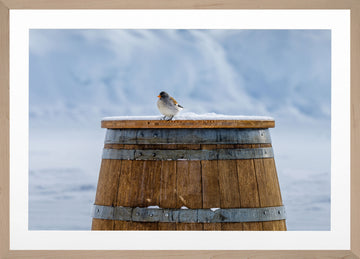 Après Bird