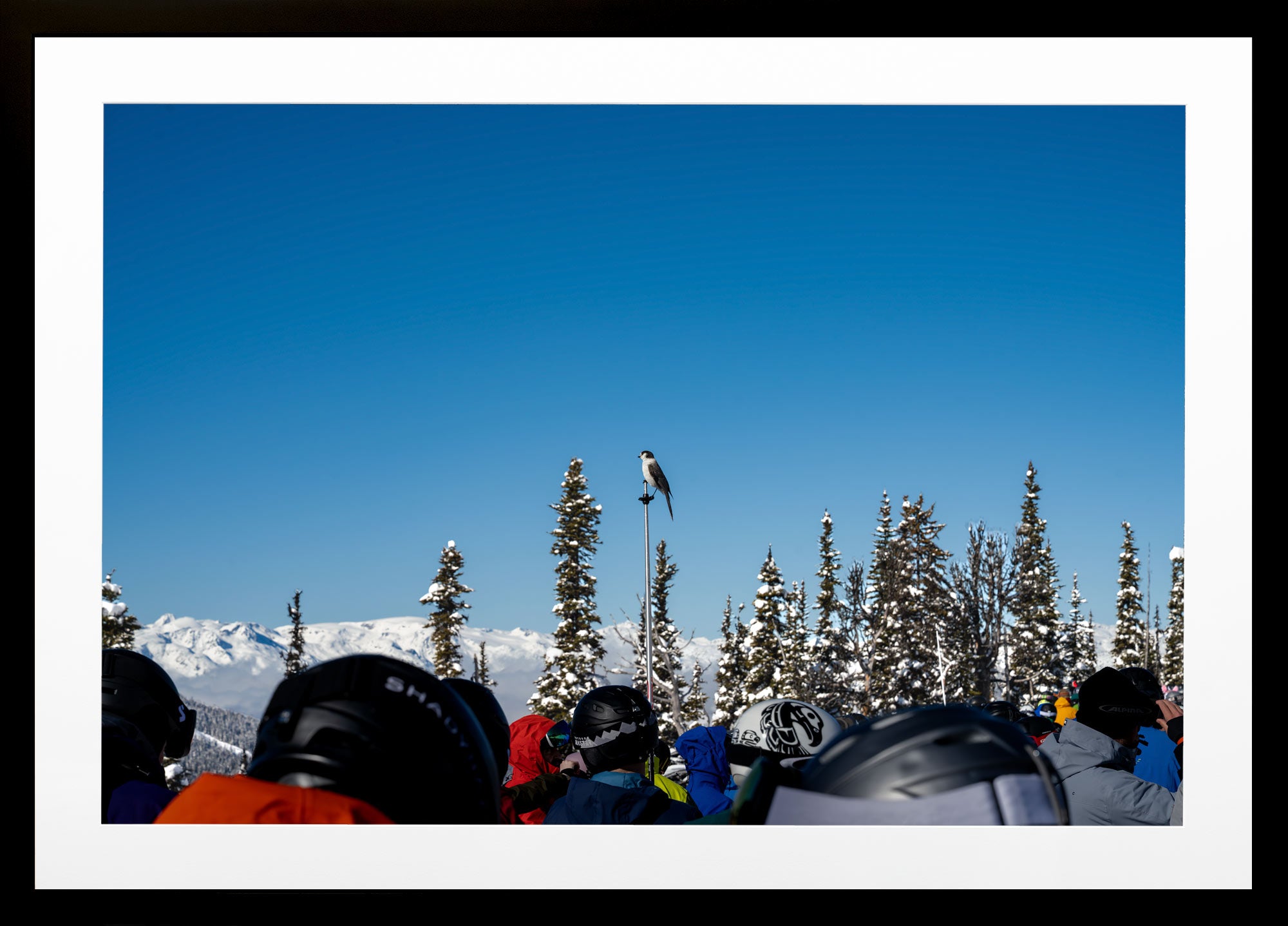 Ski Bird