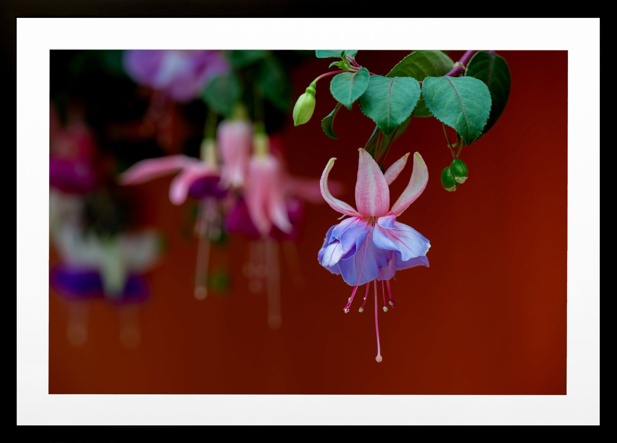 A Fuchsia in Fuchsia