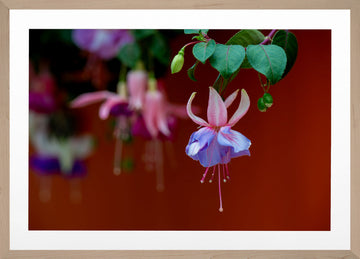 A Fuchsia in Fuchsia