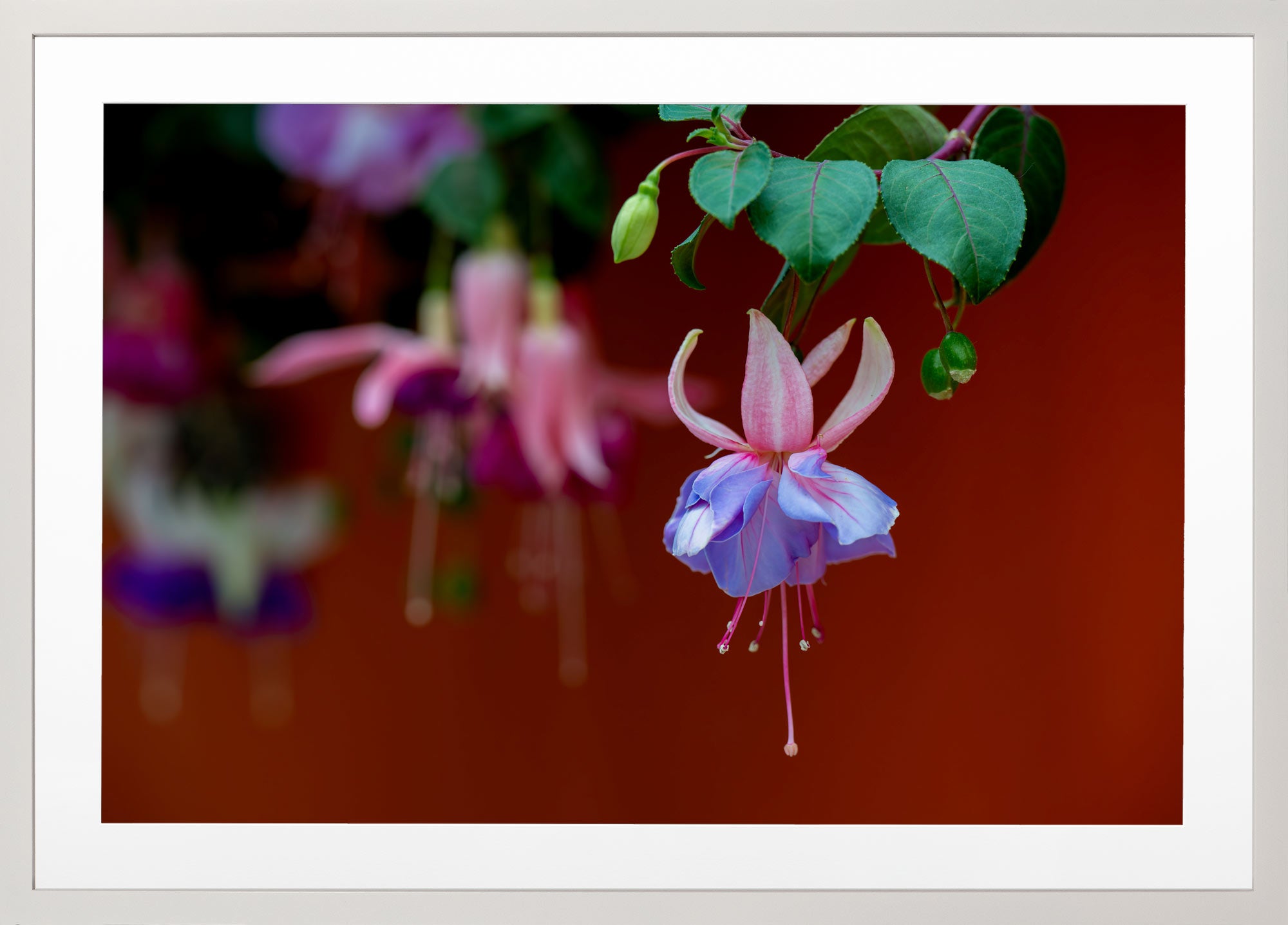 A Fuchsia in Fuchsia