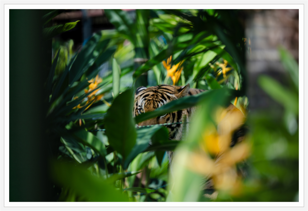 Main image Hidden Gaze