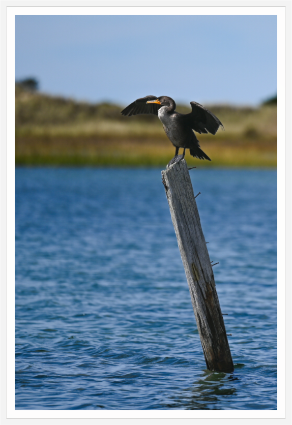 Main image Wings on Watch